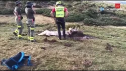Insólito rescate de una vaca que se había quedado empanzada en la montaña de Rascafría