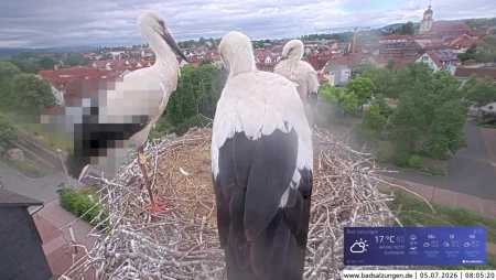 Stork Nest Live in Bad Salzungen, Thuringia