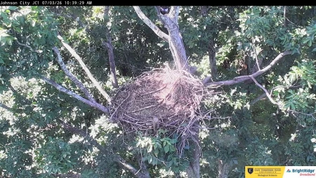 Johnson City - ETSU Eagle Nest Cam 1