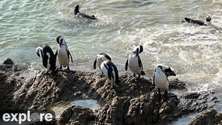 African Penguin Colony at Stony Point Nature Reserve