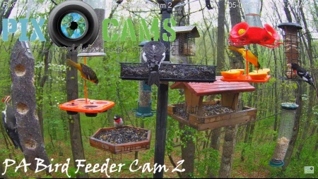Bird Feeder in Murrysville, Pennsylvania