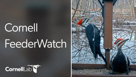 Cornell Lab FeederWatch Cam - Sapsucker Woods - Ithaca