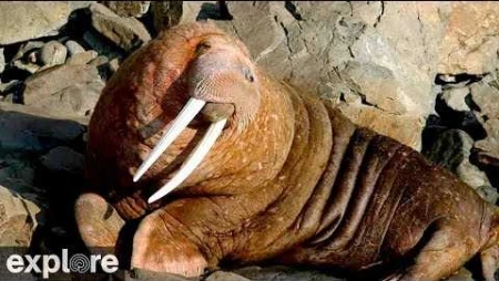 Walrus Cam at Round Island, Alaska
